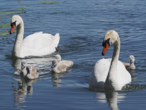 Two swans, Mute Swan (Cygnus olor), with their chicks swimming in the water. Lake Hallwil, Canton