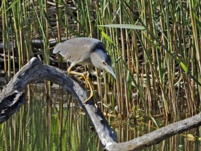 A night heron (Nycticorax nycticorax) sits attentively on a branch in the reeds, ready to hunt in a