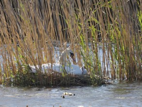 A swan, Mute Swan (Cygnus olor) sits with chicks in the nest, surrounded by reeds in the water.
