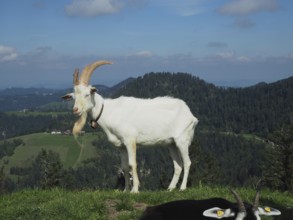 A white goat, domestic goat (Capra aegagrus hircus), stands on a mountain meadow with a wide