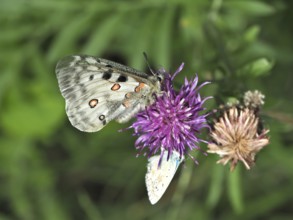 Apollo butterfly (Parnassius apollo) on a purple flower surrounded by green leaves. Goms, Canton