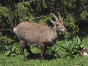 Ibex, Alpine ibex (Capra ibex), in the forest with powerful horns on green grass. Creux du Van,