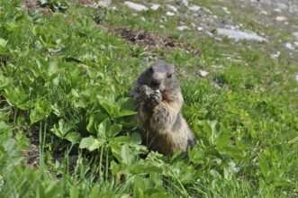 Marmot, Alpine marmot (Marmota marmota), in a green meadow in alpine surroundings. Goms, Canton