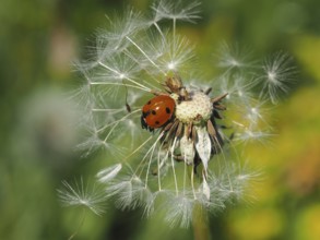A ladybird, seven-spot ladybird (Coccinella septempunctata), crawls on a withered dandelion,