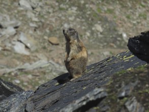 Marmot, Alpine marmot (Marmota marmota), sitting on a sunny rock in the mountains. Goms, Canton