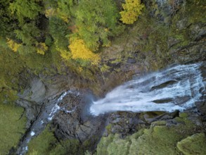 Autumn-coloured sycamore maple (Acer pseudo plantanus), at the Diesbach waterfall, Canton Glarus,
