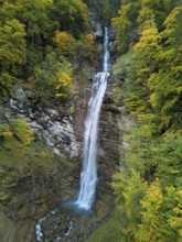 Autumn-coloured sycamore maple (Acer pseudo plantanus), at the Diesbach waterfall, Canton Glarus,