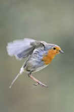 European robin (Erithacus rubecula) in flight, Meienberg, Canton Aargau, Switzerland