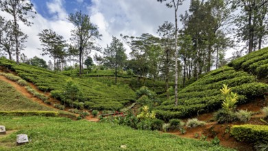 A well-kept tea field with bushes and trees under a clear sky in a rolling landscape, tea