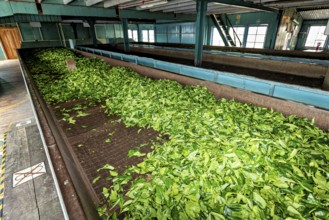 Fresh tea leaves laid out for drying on tapes in a factory, tea factory in the mountains near Kandy