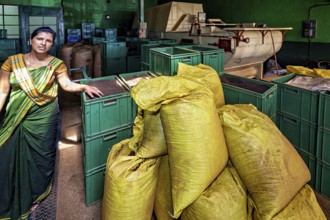 Factory interior with female worker, yellow bags and green containers processing tea, tea factory