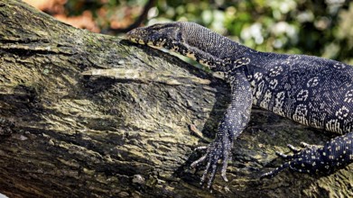 A monitor lizard climbs onto a tree trunk to better explore the surroundings, The picture shows a