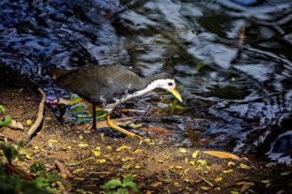 A bird with yellow legs walks along the shore, the water reflects the light vividly and surrounded