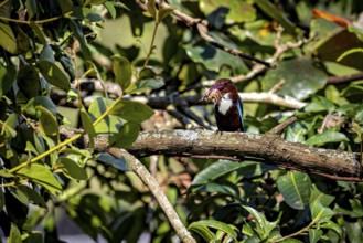 A kingfisher sits on a branch surrounded by lush foliage and holds prey in its beak, The bird in