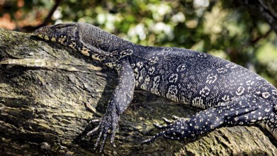 A large monitor lizard resting in the sun on a tree trunk, The picture shows a banded monitor