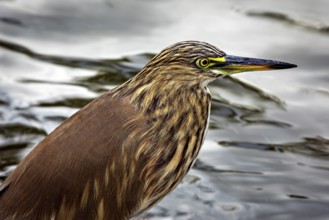 A bird with brown plumage stands in the water, surrounded by a calm natural atmosphere, The picture