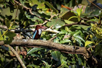 A kingfisher with prey in its beak sits on a branch in dense green foliage. The bird in the picture