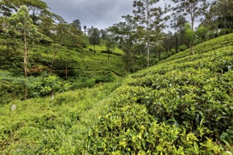 Green hills with an even tea field, surrounded by tall trees under cloudy skies, tea plantations in