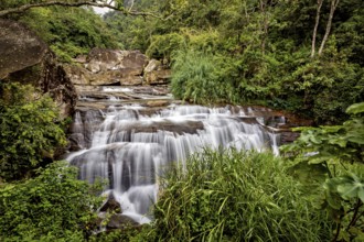 A gentle waterfall flows through a green jungle surrounded by lush plants and rocks, waterfall in