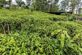 Lush tea garden with low plants and a wooden hut in the background, tea plantations in the