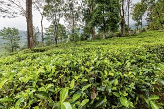 Dense tea plants on a hill under trees in a quiet, cloudy landscape, tea plantations in the