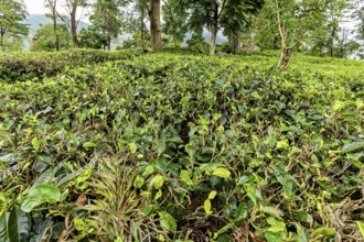 Lush green tea plants in a hilly, wooded landscape with thick trees, tea plantations in the