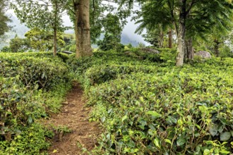A narrow path through a lush tea field surrounded by tall trees, tea plantations in the mountains