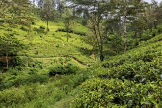 Densely overgrown tea hills with diverse vegetation and forest against a background of trees, tea