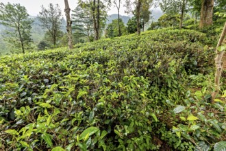 Green tea field on a hill with surrounding vegetation and trees, tea plantations in the mountains