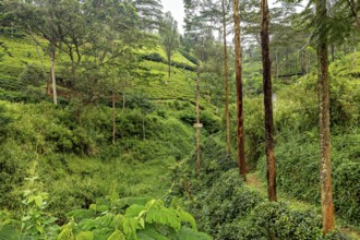 Dense green vegetation on hilly terrain surrounded by trees and clear skies, tea plantations in the