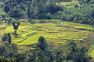 Green rice terraces in the midst of a hilly, wooded and natural environment, rice terraces in the