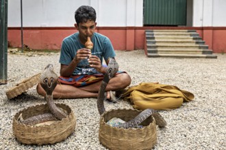 A man plays a musical instrument in front of two baskets of cobras in a cultural performance scene,