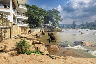 Elephants on the riverbank next to a building and people in a natural environment, The elephants of