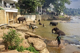 People working with elephants on the riverbank against a natural and forested backdrop, The
