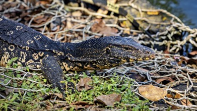 A monitor lizard lying on a pile of leaves on the ground, surrounded by natural structure, The