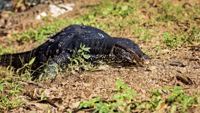 A monitor lizard lying flat on the ground, perfectly camouflaged in its natural environment, The