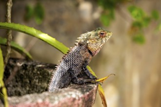 A lizard sits on a stone, surrounded by green plants in a natural environment, The picture shows an