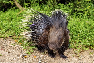 A porcupine with long quills on grassy ground in a natural environment, The animal shown is a