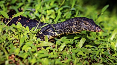 A monitor lizard creeps through the green grass in a sunny jungle area, The picture shows a banded