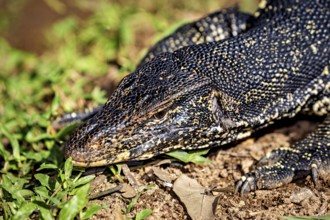 Close-up of a monitor head resting in the foliage and on the ground, the picture shows a banded