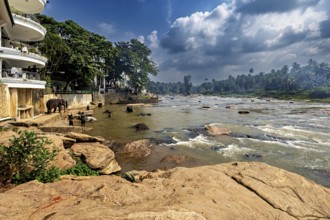 Several elephants stand in the river next to rocky banks and lush vegetation, The elephants of