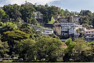 Houses on a wooded hill with tropical vegetation and urban architecture under blue skies, houses in