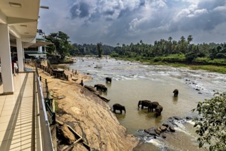 Elephants in the river next to a building with a view of the surrounding landscape, The elephants