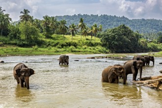 Six elephants in the water against a backdrop of green hills and palm trees, The elephants of