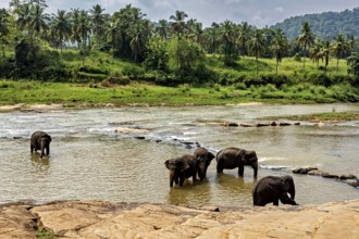 Five elephants in the river, surrounded by green vegetation and palm trees, The elephants of