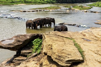 Several elephants stand in the water and on the rocks on the riverbank, The elephants of Pinnawala