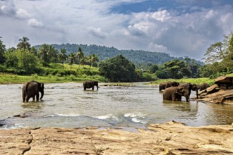 Several elephants in the river, surrounded by tropical vegetation, The elephants of Pinnawala in