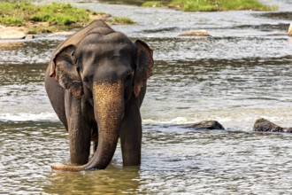 An elephant stands alone in the river, surrounded by a green landscape, The elephants of Pinnawala