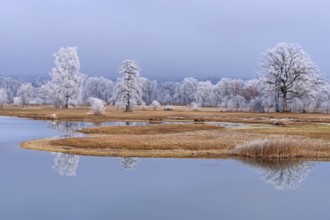 Frozen pond and trees in hoarfrost, nature reserve, Schoren, Mühlau, Freiamt, Aargau Canton,
