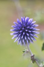 Blue globe thistle (Echinops ritro), flower, ornamental plant in a garden, Wilnsdorf, North